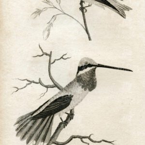 VINTAGE Engraved Print - Sapphire & Emerald and Superb Hummingbirds