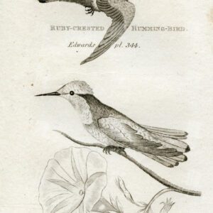 RUBY-Headed and Ruby-Crested Hummingbirds - Vintage Engraved Print