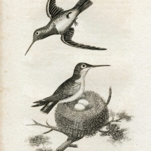 STUNNING Vintage Engraving - Red Throated Humming Bird - Vintage Print