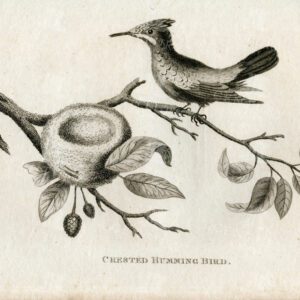 VINTAGE 1812 Print - Beautiful Engraving of a Crested Hummingbird