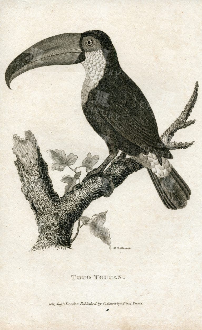 TOCO TOUCAN - Beautiful Engraved 1812 Vintage Print