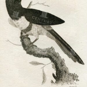 ANTIQUE 1812 Print - Aracari Toucan - Vintage Zoology Engraving