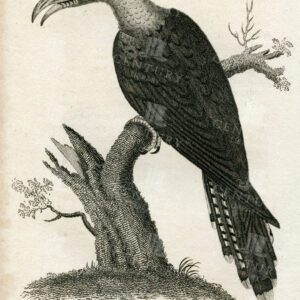 VINTAGE Engraved Bird Print Showing a Australasian Channel Bill - 1812