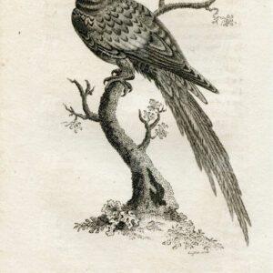 BIRD Engraving - Great Scarlet Macaw - Vintage Print - 1812