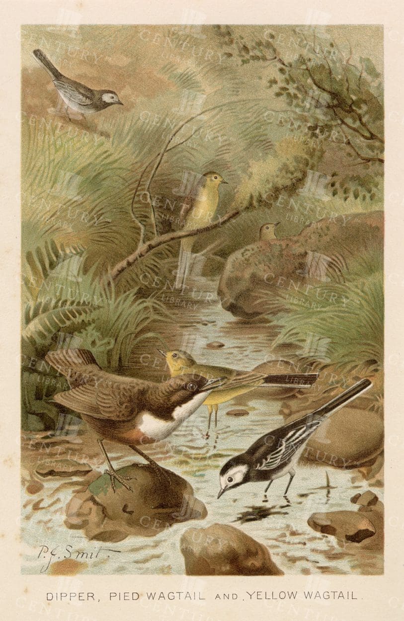 STUNNING Vintage Print - Dipper, Pied Wagtail and Yellow Wagtail