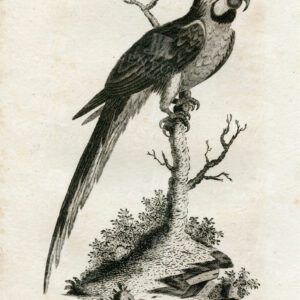 ENGRAVED Vintage Print - Blue & Yellow Macaw - 1812