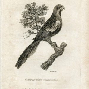 VINTAGE Zoology Engraving - Pennantian Parakeet - Antique 1812 Print