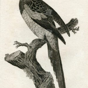ANTIQUE 1812 Print - Nonpareil Parrakeet - Vintage Zoology Engraving