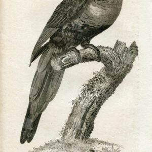 ANTIQUE 1812 Print - Blue Bellied Parakeet - Vintage Zoology Engraving