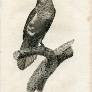 VARIEGATED Parakeet - Beautiful 1812 Vintage Zoology Engraving