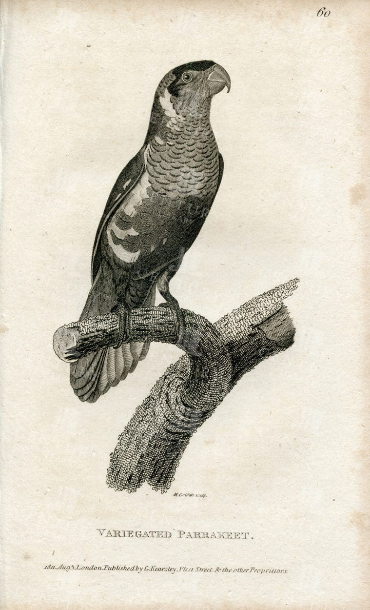 VARIEGATED Parakeet - Beautiful 1812 Vintage Zoology Engraving