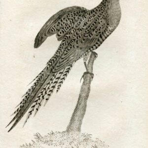 1812 Vintage Engraved Zoology Print - Ground Parakeet