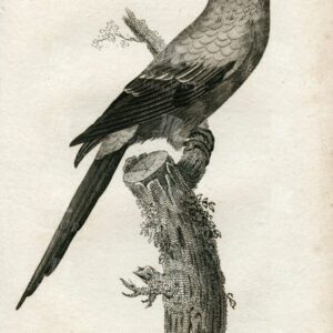 VINTAGE 1812 Print - Solstitial Parakeet - Antique Engraving