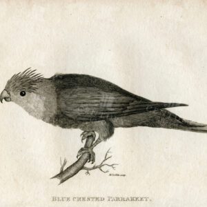LOVELY Antique Parrot Engraving - Blue Crested Parakeet - Vintage Print