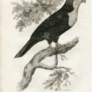 VIOLET PARAKEET -Vintage Zoology Engraving - 1812 Antique Print
