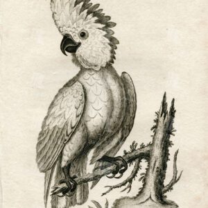 STUNNING Zoology Print - Broad Crested Cockatoo - Vintage Engraving