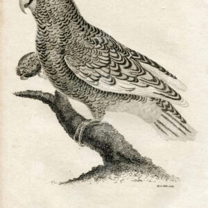 PARADISE PARROT - Vintage Zoology Engraving - 1812 Print