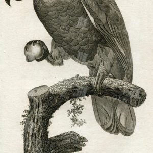 VINTAGE Zoology Bird Print - Aourou Parrot - 1812 Antique Engraving