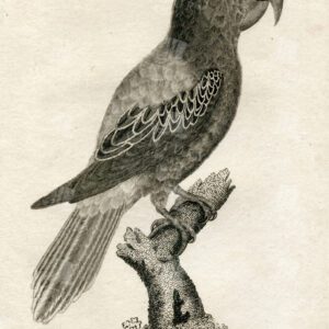 VINTAGE 1812 Engraving - Great Billed Parrot - Antique Zoology Print
