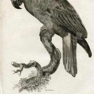 GRAND LORY - Vintage Print - Antique Zoology Engraving