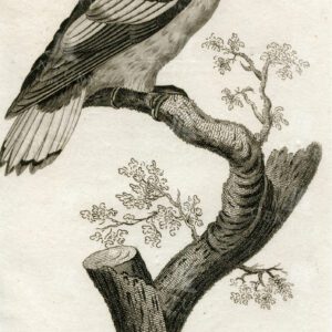 STUNNING Vintage Zoology Engraving of a Black Winged Parakeet