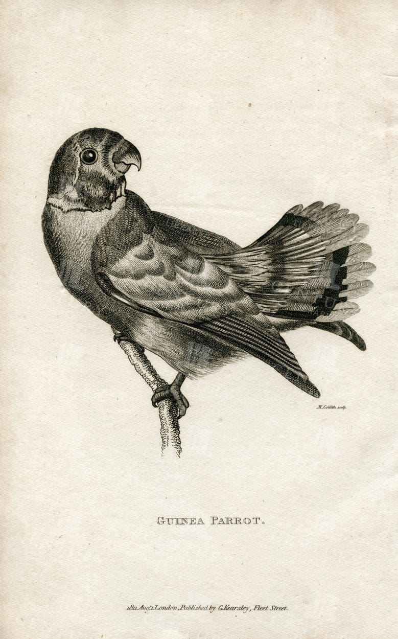 GUINEA PARROT - Beautiful Vintage Engraving - 1812 Antique Print