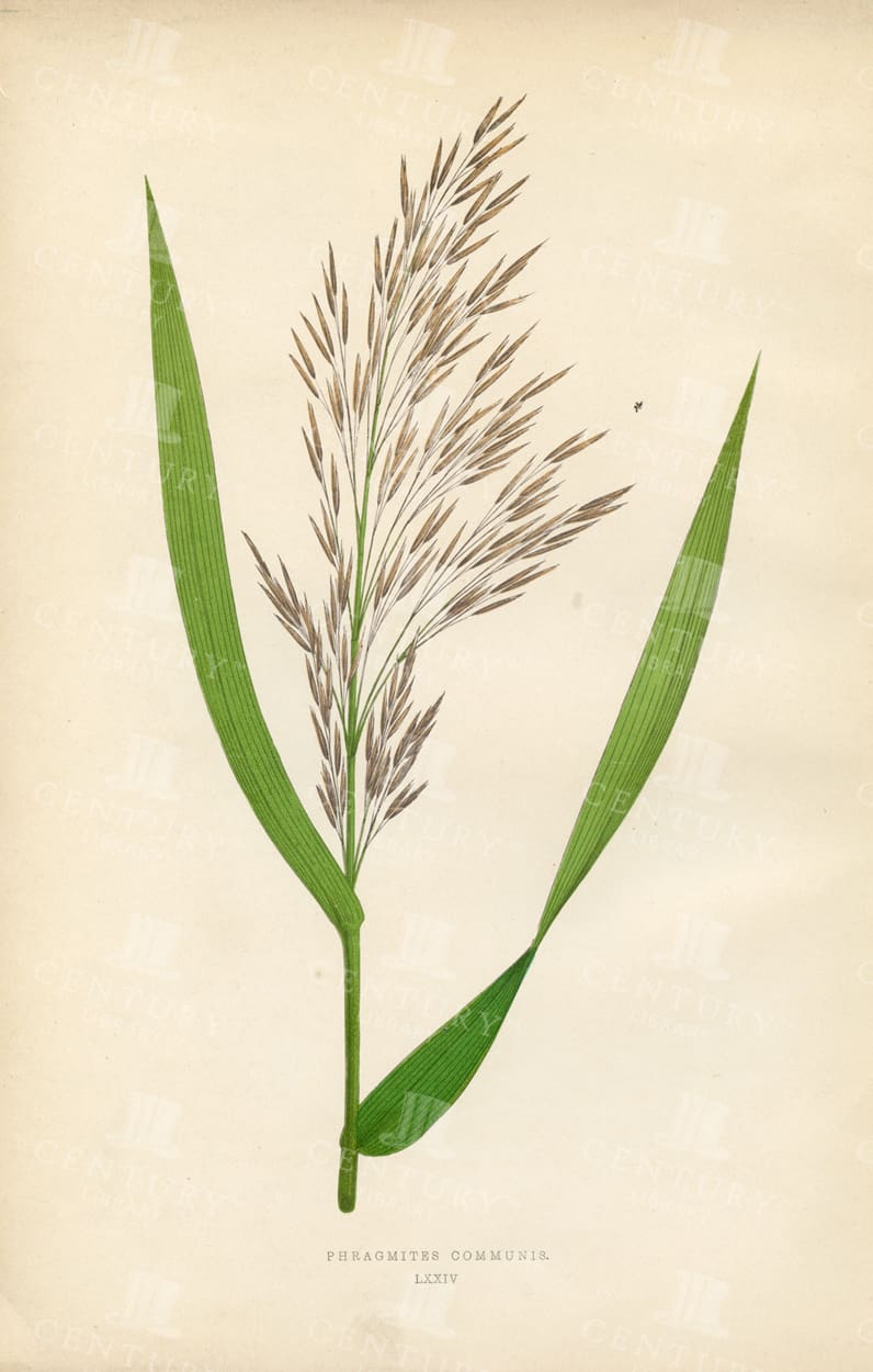 VINTAGE Edward Lowe Print - British Grasses - Phragmites Communis