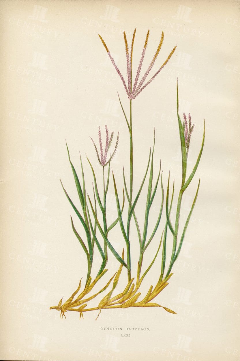 BRITISH Grasses - Cynodon Dactylon - 1891 Vintage Botanical Print