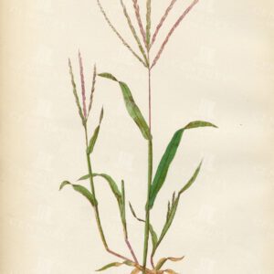 ANTIQUE Botanical Print - Digitaria Sanguinalis - British Grasses