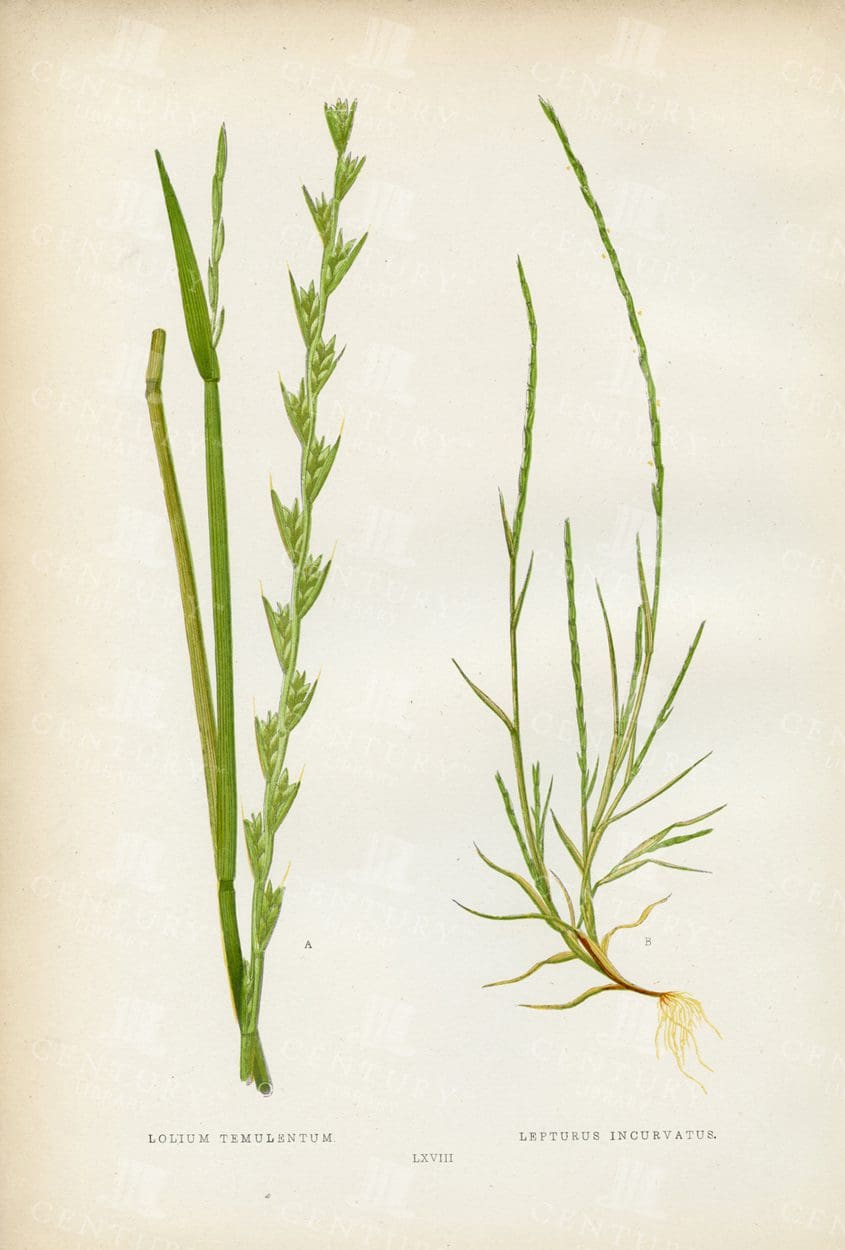 EDWARD Lowe British Grasses Vintage 1891 Print
