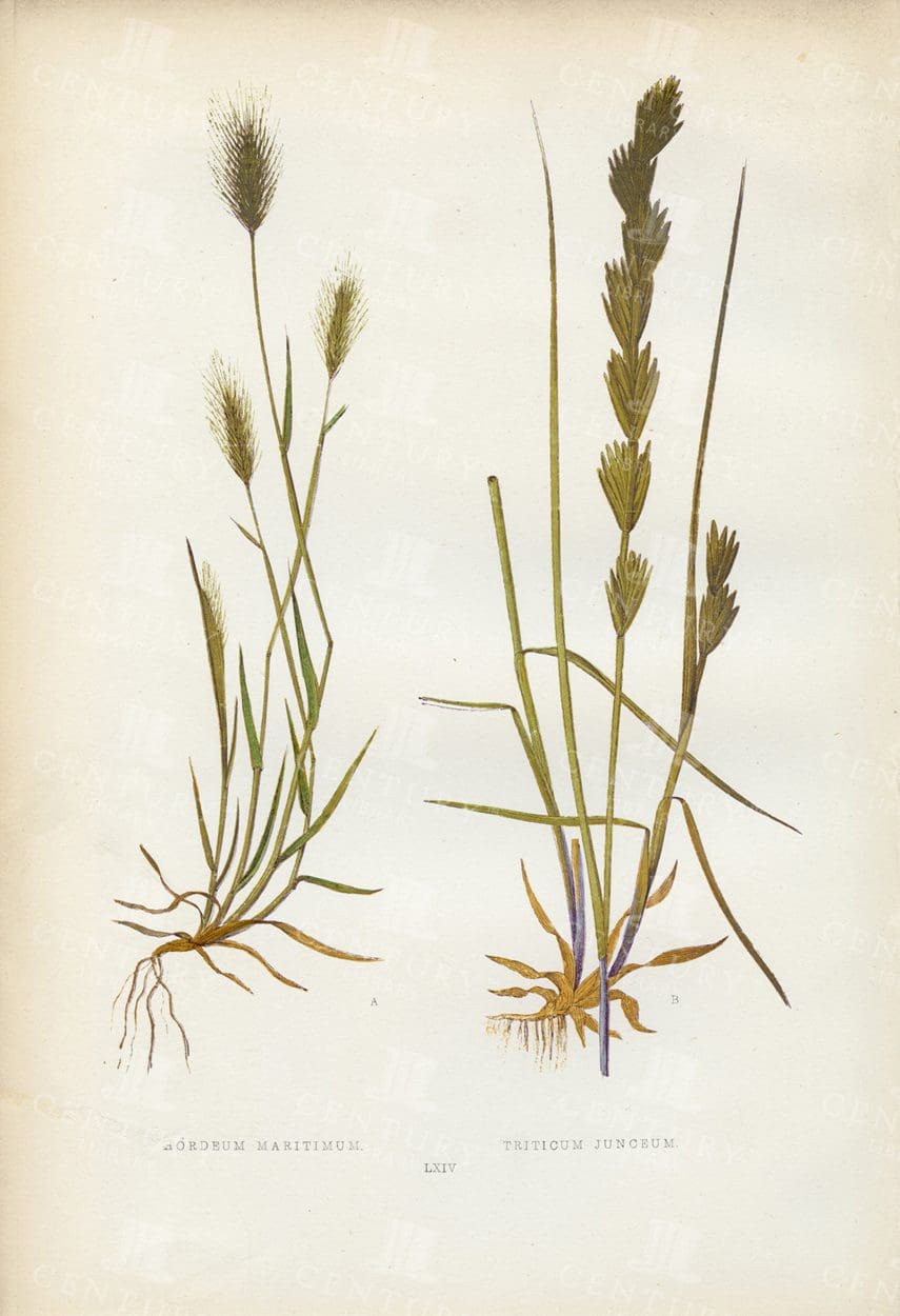 VINTAGE Botanical Grasses Print - Antique 1891 Edward Lowe Print