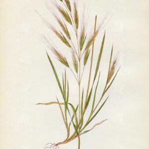 BROMUS MAXIMUS - Vintage 1891 Botanical Print of British Grasses