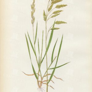 BRITISH Grasses Botanical Vintage Print - Bromus Segalinus - 1891
