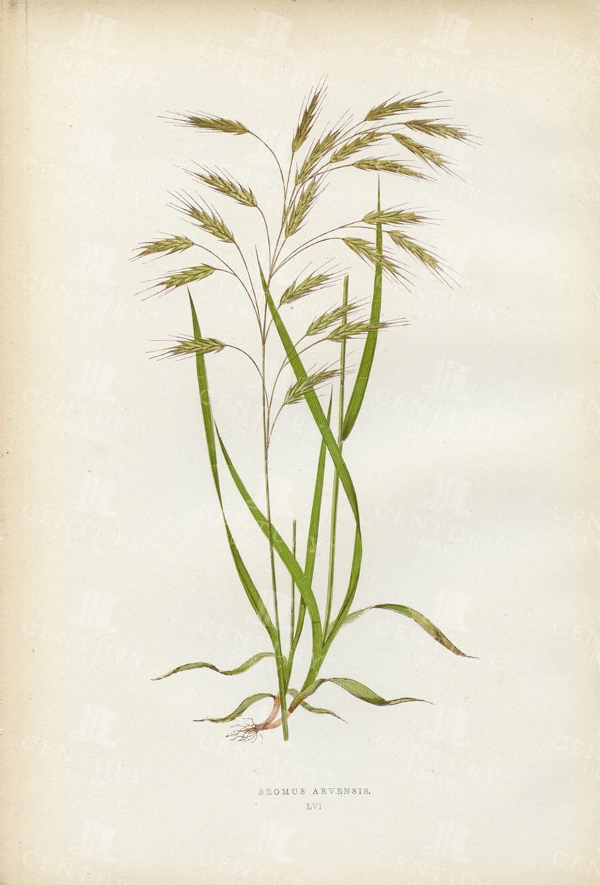 BOTANICAL Vintage Print - British Grasses - Bromus Arvensis