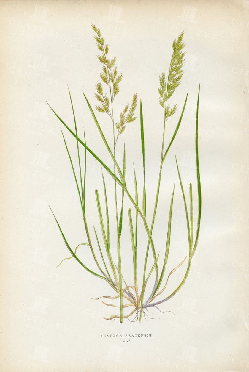 VINTAGE Botanical Print - Festuca Pratensis - British Grasses