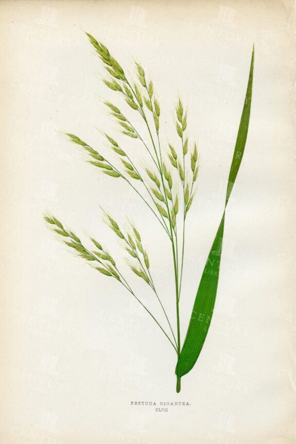 VINTAGE Botanical Print - Festuca Gigantea - British Grasses