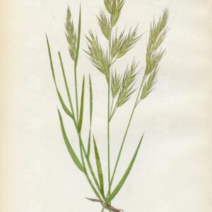 BROMUS ERECTUS - Vintage Botanical Print - British Grasses