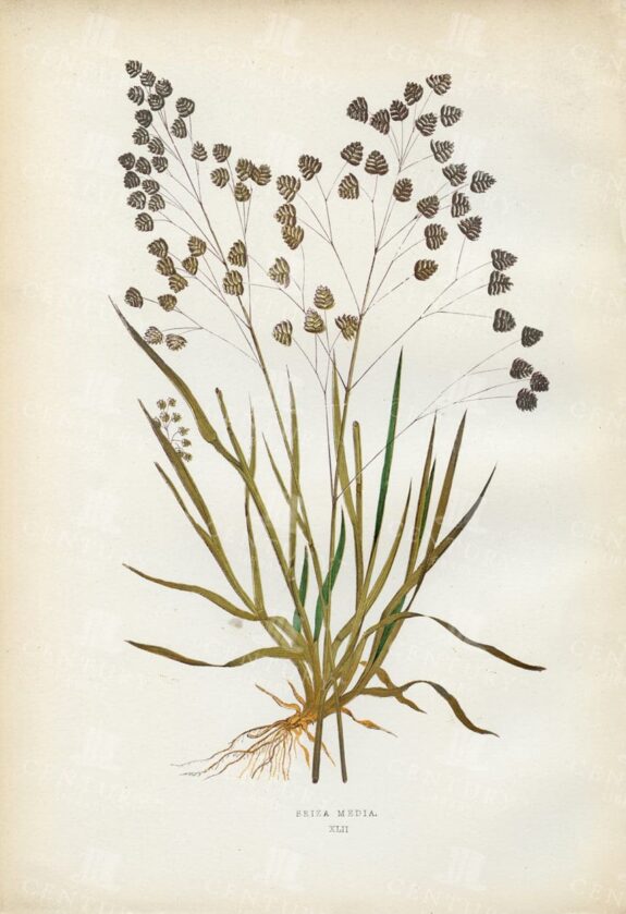 VINTAGE Botanical Print - Briza Media - British Grasses