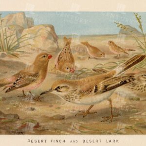 VINTAGE Colour Bird Print 1904 - Desert Finch and Desert Lark