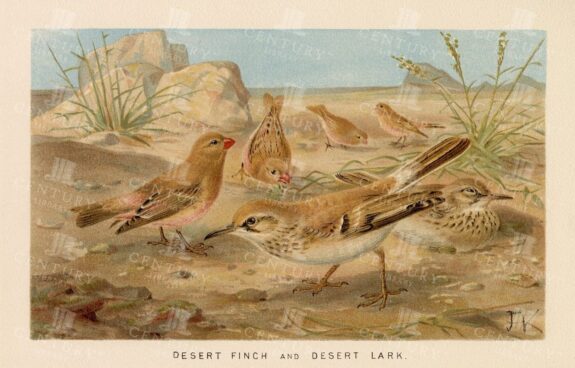 VINTAGE Colour Bird Print 1904 - Desert Finch and Desert Lark