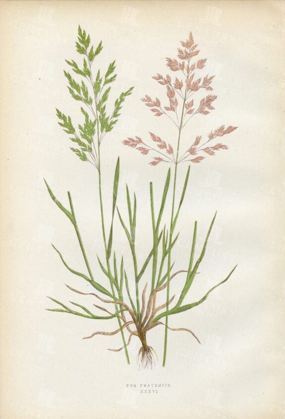 POA PRATENSIS - Antique British Grasses Botanical Print