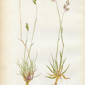 BOTANICAL Vintage Print - Examples of British Grasses by Edward Lowe