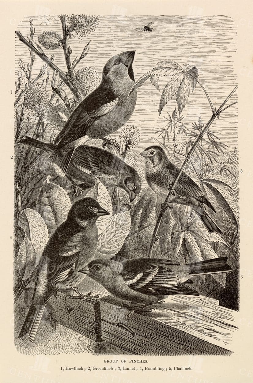 GROUP of FINCHES - 1904 Vintage Natural History Print