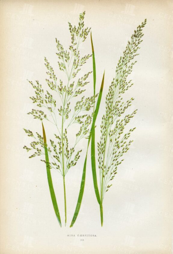 STUNNING Vintage Botanical Print - Aira Caespitosa - Edward Lowe 1891
