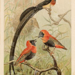 WEAVER BIRDS - Colour 1904 Vintage Natural History Print