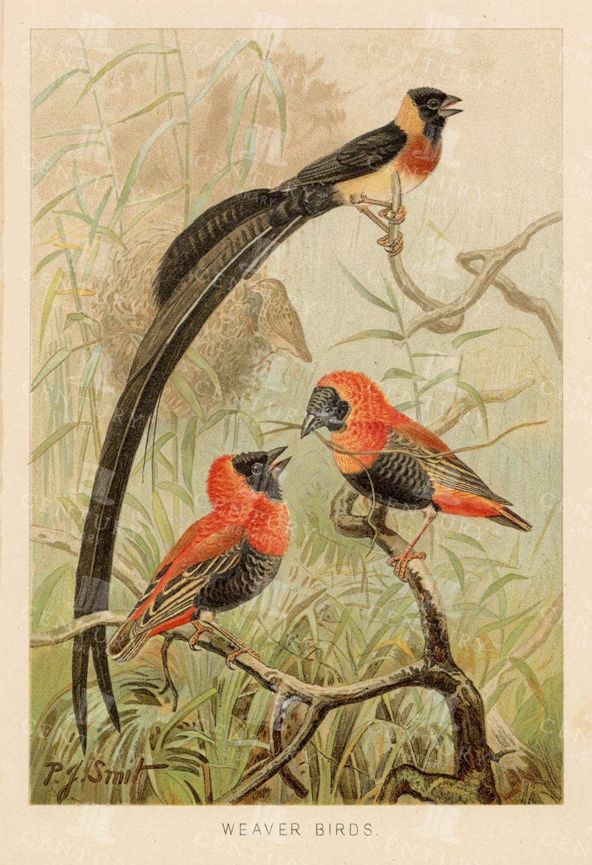 WEAVER BIRDS - Colour 1904 Vintage Natural History Print
