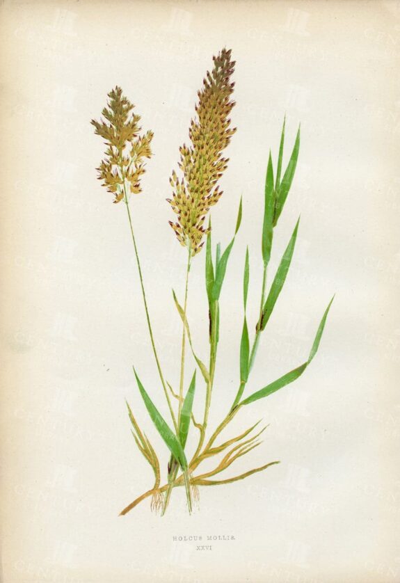 VINTAGE Botanical Print - Holcus Mollis - British Grasses - 1891