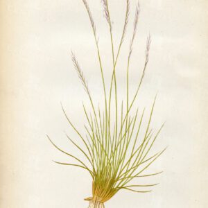 BEAUTIFUL Vintage Botanical Print - Nardus Stricta - 1891