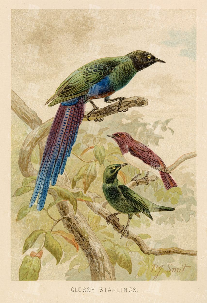 GLOSSY STARLINGS - Stunning Vintage Colour Bird Print