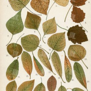 AUTUMNAL LEAVES - Vintage 1899 Botanical Illustration